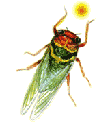 cigale_belle.gif (9893 octets)