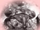 cigalerose.jpg (6404 octets)