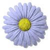daisy_button_blue_md_wht.gif (12708 octets)
