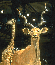 koudou.gif (33760 octets)