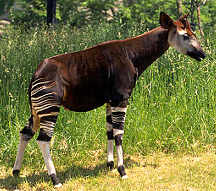 okapi.jpg (11946 octets)
