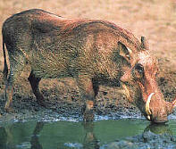 phacochere.jpg (12568 octets)